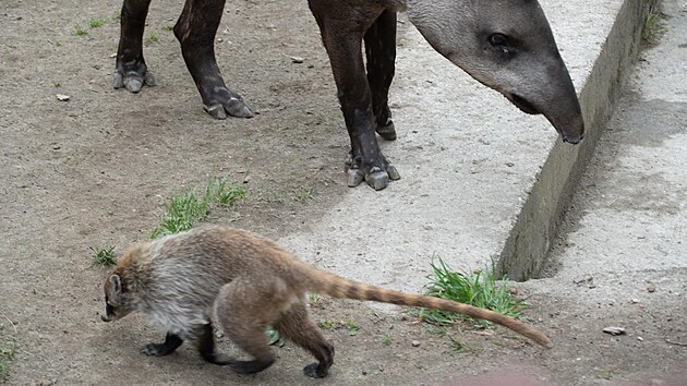 Dva samci picestovali do Liberce z jihlavsk zoo koncem minulho roku. Vbh nyn sdl s taprem.