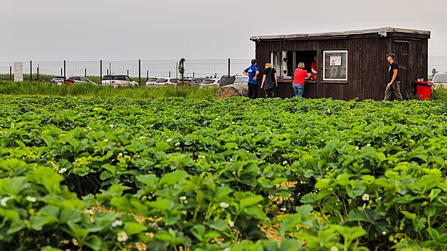 Jahodárna Prostějov pořádá organizované samosběry jahod. Každý sběrač dostane neotrhaný řádek nebo plochu, kterou může vysbírat.