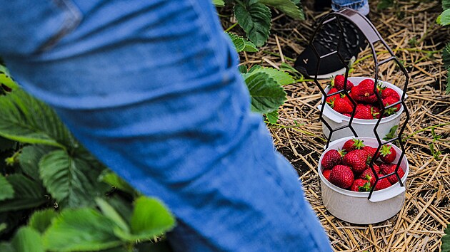 Jahodárna Prostějov pořádá organizované samosběry jahod. Každý sběrač dostane neotrhaný řádek nebo plochu, kterou může vysbírat.