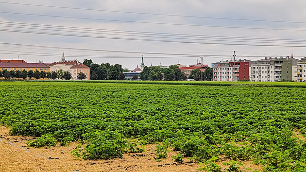 Jahodárna Prostějov pořádá organizované samosběry jahod. Každý sběrač dostane neotrhaný řádek nebo plochu, kterou může vysbírat.