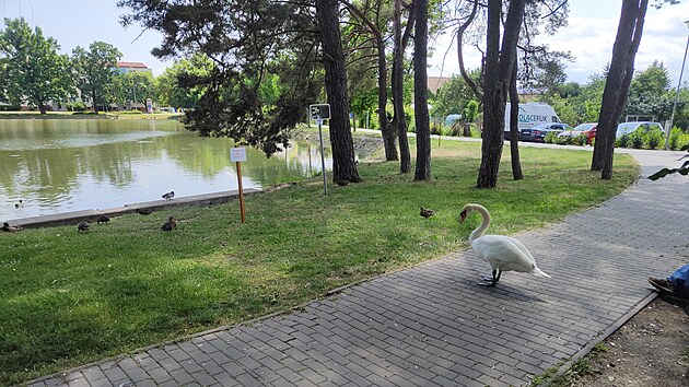 Městský nebo též Drozdovický rybník v Prostějově, kde letos labutí pár vyvedl šest mláďat. Smrt čtyř z nich během tří dnů nyní vyvolal mezi místními vlnu nevole.