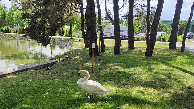 Městský nebo též Drozdovický rybník v Prostějově, kde letos labutí pár vyvedl šest mláďat. Smrt čtyř z nich během tří dnů nyní vyvolal mezi místními vlnu nevole.