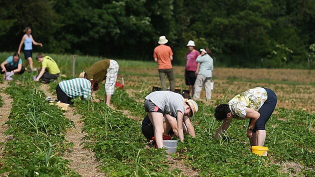 Jahody od Nové Vsi u Třebíče (na snímku) mají i certifikát biokvality. Plody vyjdou při samosběru na 70 korun za kilo.