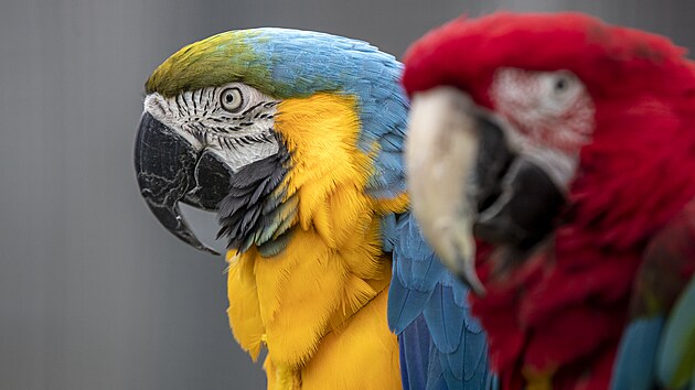 Velc papouci jsou oblbenmi mazlky pro svou inteligenci a schopnost nauit se opakovat zvuky. Jsou to r-ara-chov. Ara zelenokdl Arny a jeho kamard ara ararauna Erik se tv jako nevitka. Jejich zobky ale umj leccos rozebrat.