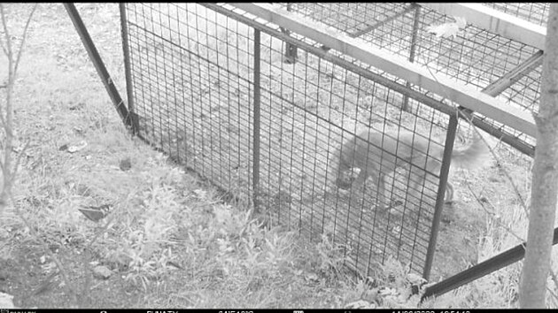 Kamera u jabloneck klece na divok prasata ukazuje, e vevnit se ocitaj i lid nebo psi.