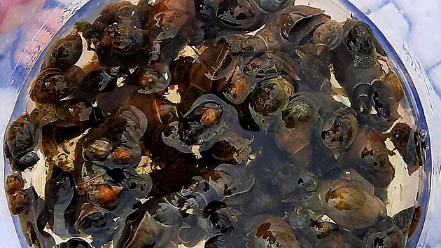 Kvůli vodním plžům se lidé nemohou koupat v některých přírodních jezerech či rybnících. Hrozí jim totiž onemocnění zvané cerkáriová dermatitida, což je silně svědivá vyrážka. Způsobují ji cerkárie, což jsou larvy parazita z třídy motolic, který parazit napadá kachny, husy, labutě a další vrubozobé ptáky. Mezihostitelem jsou ale plži, ze kterých se uvolňují larvy do vody a následně pronikají do kůže ptáků či lidí. V Plzni i v Praze se snaží plže z vody vysbírat.