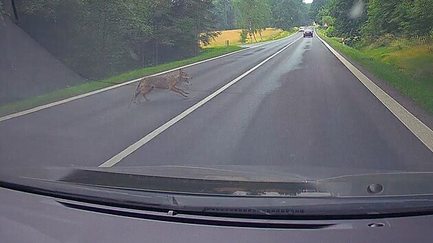 Vlk vběhl řidičce pod kola.