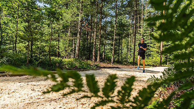V hradeckých lesích vznikl běžecký okruh, teprve druhý v republice.