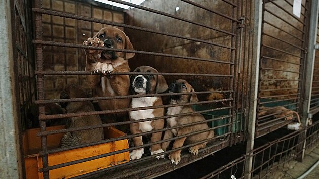 Farma v jihokorejskm Pchjongtcheku chov psy pro maso. (27. ervna 2023)