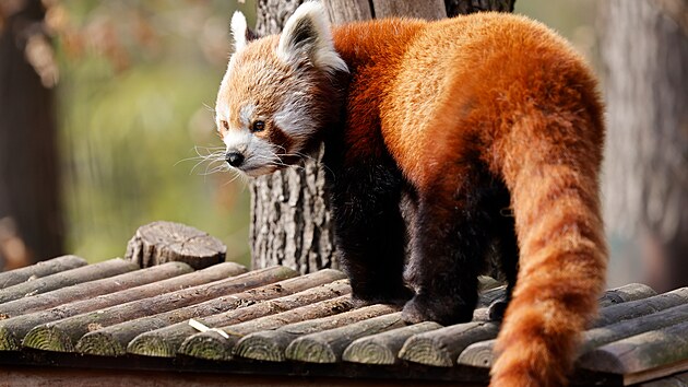 Zoo Brno na konci srpna 2023 oslav&iacute; sedmdes&aacute;t let existence. Mezi jej&iacute; obyvatele patř&iacute; např&iacute;klad panda červen&aacute;.