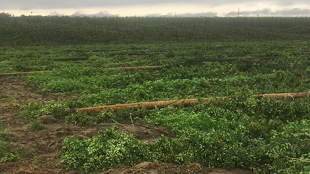 Bouřkou poničená chmelnice v Kokorech na Pelhřimovsku (27. srpna 2023)