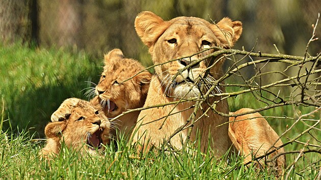 Krtce pot, co se do Brna v roce 2017 po del pauze vrtili lvi, se samici Kivu narodila mlata. Ta u vak musela smeku opustit.