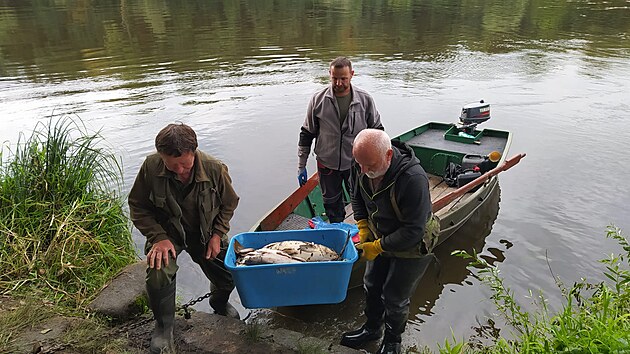 Rybáři odvážejí uhynulé ryby z nádrže Havraní ostrov v Lovosicích na Litoměřicku.