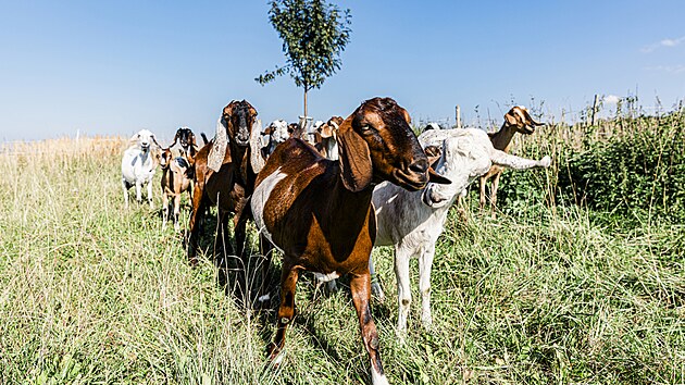 V Hospodářství u kozy a petržele v Mouřínově na Vyškovsku se manželé Petra a Stanislav Kutáčkovi snaží žít a pracovat v souladu s přírodou. Chtějí mít spokojená zvířata a krajinu plnou života.