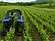 Autonomn Vitibot zvldne prci za dva traktory