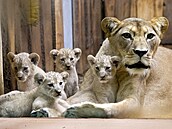 Zoo Plzeň představila mláďata lva berberského narozená začátkem srpna. Jsou to... Zoo Plzeň představila mláďata lva berberského narozená začátkem srpna. Jsou to...