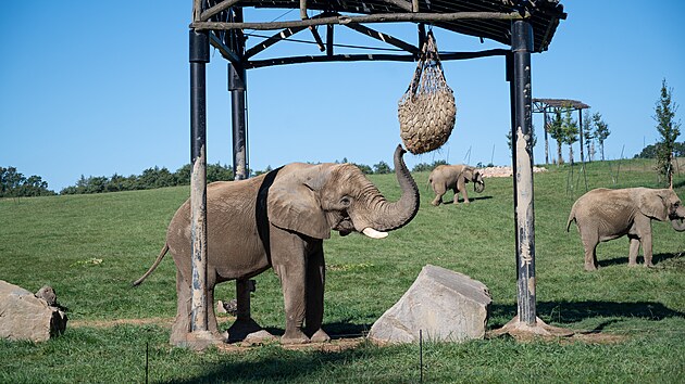 Stádo slonů afrických ve zlínské zoo rozšířil samec Jack (září 2023)