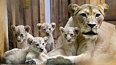 Zoo Plze pedstavila mláata lva berberského narozená zaátkem srpna. Jsou to...