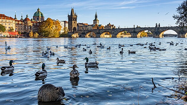 Nutrie se voln pohybuj i na behu Vltavy v centru Prahy, mezi kachnami a labutmi, s nimi se petahuj o potravu.
