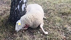 Mrtvé a zranné ovce, které napadli vlci v Dolní Lomné na Jablunkovsku. (19....