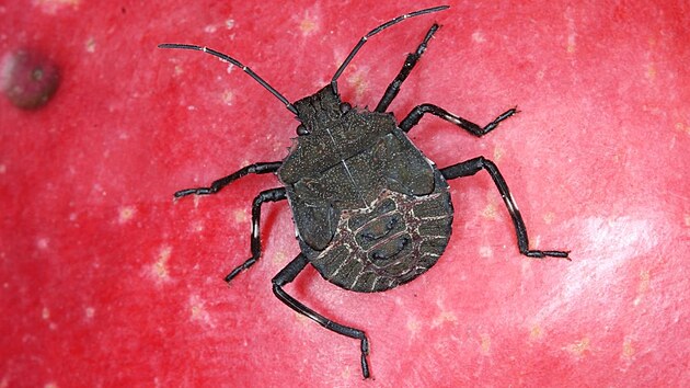 Kněžice mramorovaná