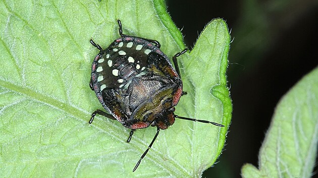 Kněžice zeleninová