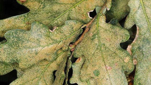 Kněžicí silně poškozené listy