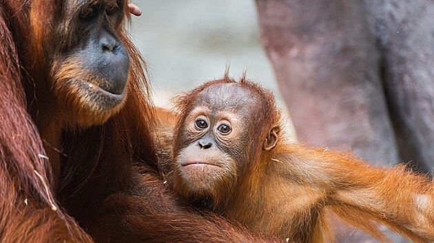 Noční hnízdo na spaní Kawi nadále sdílí se svou matkou Mawar, která je zároveň jeho učitelkou