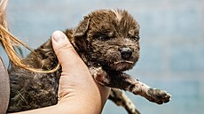 V záí narozená samika psa hyenového se smekou obývá Africké safari Josefa...