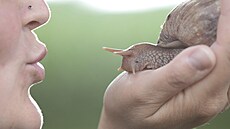 Východoafrický suchozemský pl (Achatina fulica) (13. listopadu 2023)