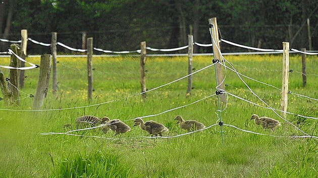 Ornitologové na zahnízdění hus velkých na Josefovských loukách čekali několik let, na jaře 2023 se to povedlo díky novému centrálnímu ptačníku.
