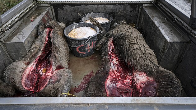 Myslivec v Ostravě omylem zastřelil rybáře, spletl si ho s divočákem. (25. listopadu 2023)