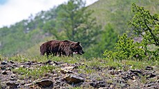 Medvd hndý u jezera Bajkal (8. ervence 2013)