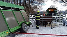 Pepravce zajistil mobilní ohradu, aby bylo moné telata peloit na jiný...