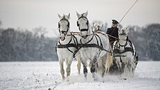 Národní hebín v Kladrubech nad Labem uspoádal projíku na saních taených...