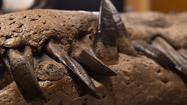 Pliosaurus byl strojem na zabíjení.