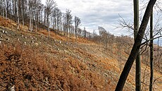 Snímek z les nad Mariánským údolím v Kruných horách na Mostecku. (duben 2023)