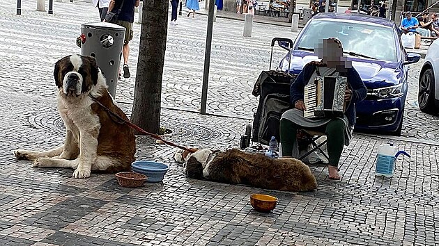 Na ženu žebrající s bernardýny přicházejí desítky podnětů. Veterinární správa je však odebrat nemůže. (léto 2023)