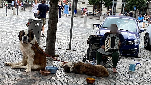 Na ženu žebrající s bernardýny přicházejí desítky podnětů. Veterinární správa je však odebrat nemůže. (léto 2023)
