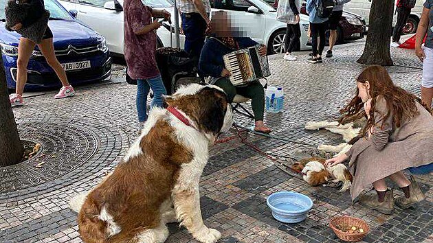 Na ženu žebrající s bernardýny přicházejí desítky podnětů. Veterinární správa je však odebrat nemůže. (léto 2023)