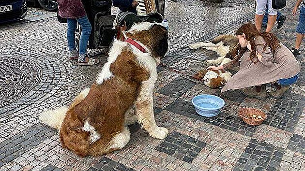 Na ženu žebrající s bernardýny přicházejí desítky podnětů. Veterinární správa je však odebrat nemůže. (léto 2023)