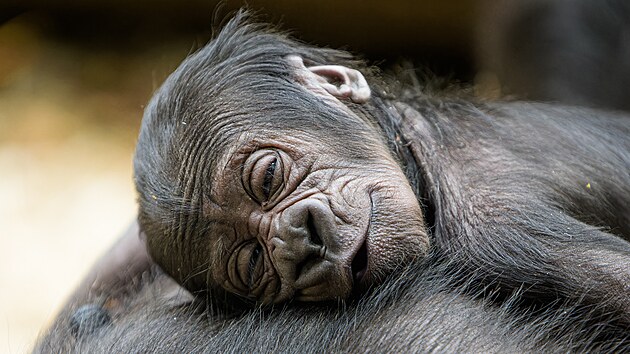 Novorozené mládě od mámy Duni pije, což je nesmírně důležité, a instinktivně se jí drží za srst. (3. 1. 2024)