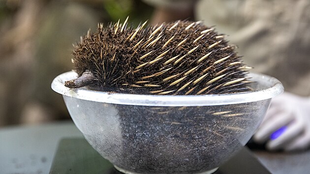 Akce pražské ZOO: 30 mláďat roku 2023 (4. ledna 2024)