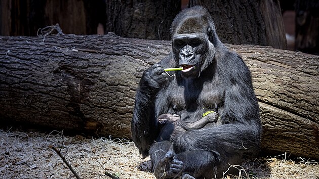K radosti Zoo Praha ukzaly testy DNA, e Dunino mld je samika.