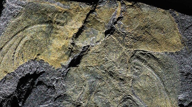 Zkamenlina larvy nov popsanho druhu K. brauneri. sten jsou zachovny kdeln pochvy na obou stranch tla.