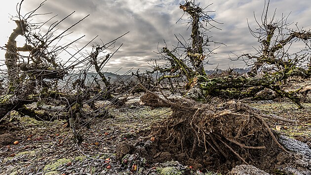 Kácení ovocných stromů v Synkově u Rychnova nad Kněžnou.