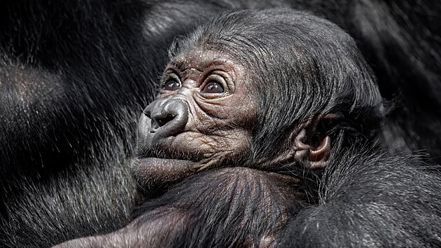 Na tiskov konferenci Zoo Praha prozradila pohlav mldte goril samice Duni, kter se narodilo 2. ledna 2024. (18. 1. 2024)