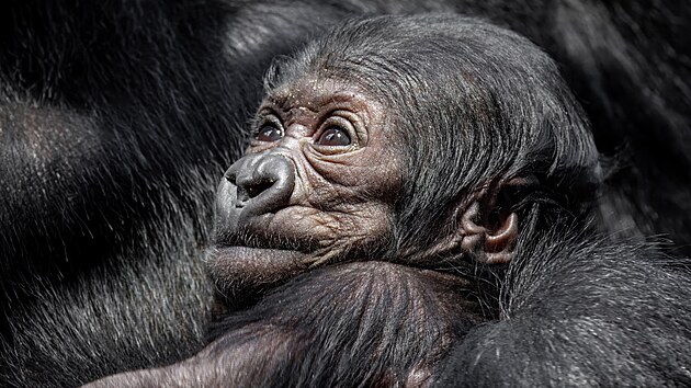 Na tiskové konferenci Zoo Praha prozradila pohlaví mládte gorilí samice Duni,...