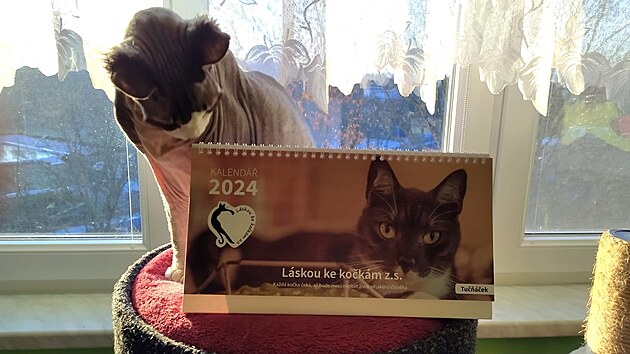 Kalendáře vydané spolkem Láskou ke kočkám pro letošní rok pomohou sokolovskému útulku.