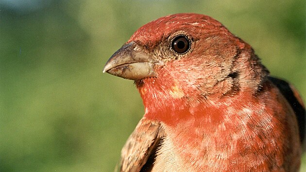 Hl rud (Carpodacus erythrinus), druh ptka s nejni hladinou glukzy v krvi analyzovanou ve studii. (23. bezna 2004)
